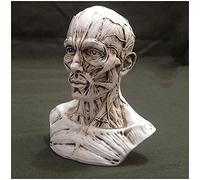 Humana la cabeza del cráneo Arte Modelo - Escultura cabeza la resina Bosquejo del cráneo Modelo - Anatómico Cabeza humana muscular cráneo modelo cráneos humanos la escultura por Pintura del artista,S