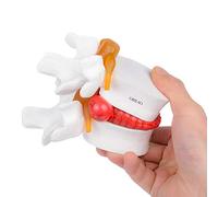 Humano 1:1.5 modelo anatómico de la columna vertebral lumbar, anatómico de la columna vertebral para estudiar eucación color blanco