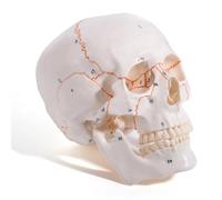 Humano de 3 partes con suturas, modelo de enseñanza numerado de grado médico, réplica anatómica de tamaño completo para estudio en el aula