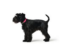 Hunter Collar Convenience 35/XS-S Fucsia Ajustable para Cuello de 23-31 cm