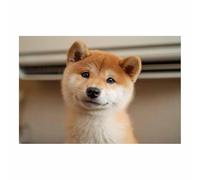 HUYEEI Cuadro En Lienzo Cachorros Shiba contemplando Carteles de perro animales e impresiones, Adecuado para sala de estar, dormitorio, etc.（amarillo154-60x90cm Sin marco