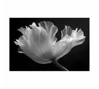 HUYEEI Grandes impresiones de pinturas de la naturaleza Flor con patrón sencillo cuadro de paisajes, decoración moderna de sala de estar, del pasillo del comedor（blanco y negro34-20x30cm Sin marco