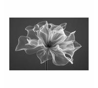 HUYEEI Grandes impresiones de pinturas de la naturaleza Flor con vetas cuadro de paisajes, decoración moderna de sala de estar, del pasillo del comedor（blanco y negro14-20x30cm Sin marco