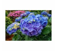 HUYEEI Grandes impresiones de pinturas de la naturaleza Flores agrupadas cuadro de paisajes, decoración moderna de sala de estar, del pasillo del comedor（azul74-60x90cm Sin marco