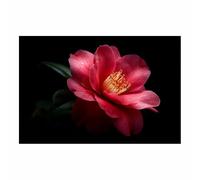 HUYEEI Grandes impresiones de pinturas de la naturaleza Flores con estambres cuadro de paisajes, decoración moderna de sala de estar, del pasillo del comedor（rojo94-40x60cm Sin marco