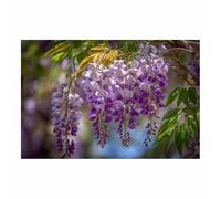 HUYEEI Grandes impresiones de pinturas de la naturaleza Glicinas en flor cuadro de paisajes, decoración moderna de sala de estar, del pasillo del comedor（Púrpura;194-60x90cm Sin marco