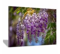 HUYEEI Grandes impresiones de pinturas de la naturaleza Glicinas en flor cuadro de paisajes, decoración moderna de sala de estar, del pasillo del comedor（Púrpura;194-40x60cm Enmarcado
