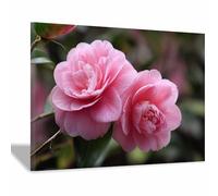 HUYEEI Grandes impresiones de pinturas de la naturaleza Pareja de camelias cuadro de paisajes, decoración moderna de sala de estar, del pasillo del comedor（rosa154-60x80cm Enmarcado