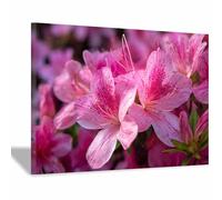 HUYEEI Grandes impresiones de pinturas de la naturaleza Racimos de pétalos estampados cuadro de paisajes, decoración moderna de sala de estar, del pasillo del comedor（rosa64-60x80cm Enmarcado