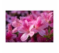 HUYEEI Grandes impresiones de pinturas de la naturaleza Racimos de pétalos estampados cuadro de paisajes, decoración moderna de sala de estar, del pasillo del comedor（rosa64-60x80cm Sin marco