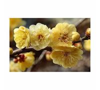 HUYEEI Grandes impresiones de pinturas de la naturaleza Ramas de jazmín de invierno cuadro de paisajes, decoración moderna de sala de estar, del pasillo del comedor（amarillo174-60x90cm Sin marco