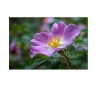 HUYEEI Grandes impresiones de pinturas de la naturaleza Rosas de un solo pétalo cuadro de paisajes, decoración moderna de sala de estar, del pasillo del comedor（Púrpura;84-40x60cm Sin marco