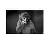 HWNU Cuadro de Pared de Lienzo Lienzo de Monos Bonitos en Blanco y Negro,Pintura de Animales,Impresiones y Carteles Modernos,Sala de Estar,Dormitorio,decoración del hogar Sin Marco