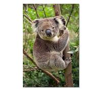 HXA DECO - Póster de animales Koala suspendido en su rama, 40 x 60 cm, fabricado en Francia, 40 x 60 cm