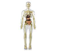 Hxhsgmeh patrón de anatomía esqueleto DIY juguete esqueleto modelo cuerpo humano piezas desmontables