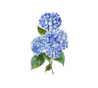 Hydrangea Floral Notebooks Writing Tablet: Lined Paper With Hydrangea Flowers