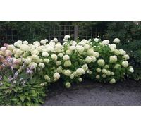 Hydrangea Strong Annabelle : x1