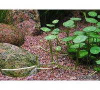 Hydrocotyle Vulgaris VAR. verticillata x3 Bunch - Live Aquarium Plant