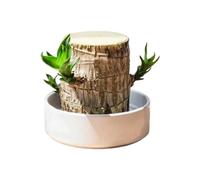 Hydroponic Wood Tree Stump - Brazil Natural Wooden Plant Ornament, Rustic Living Decor Display Piece | Serene Nature Inspired Styling Element For Indoor Workplace Home Nursery Balcony Spaces