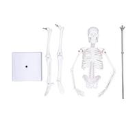 Hyuduo Modelo de Esqueleto Humano de 45CM, Estructura ósea de PVC con Articulaciones Móviles, Soporte Desmontable para Estudio de Anatomía, Artistas Quiroprácticos