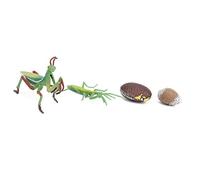 Hztyyier Life Circle Toy Modelo de Ciclo de Crecimiento de Alta Simulación para Niños, Material Plástico Ambiental, 4 Modelos