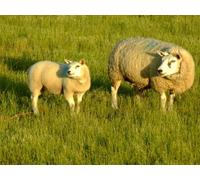 I Come That You Might Have Abundant Life