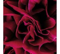 Ian Boddy - Coil [Vinilo]