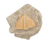 ibasenice Decoración de Modelos Fósiles de Trilobite en Forma Aleatoria para Estudiantes, Adorno Didáctico Día Desarrollo Creativo