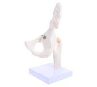 ibasenice Modelo para Enseñanza Diseño Realista y Partes Desmontables de Anatomía Científica de Esqueleto Humano en Pvc en Escuelas y Hospitales