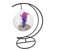 ibasenice pecera Colgante de Cristal montado Tanque de Acuario Elegante acuarios pecera Clara pecera de Escritorio Acuario pequeño de Escritorio Tanque Betta Claro Vidrio Color Aleatorio