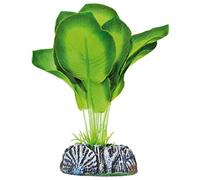 ICA Aquatic Plants AP1100 Planta de Seda Aglaonema para Acuario, 14 Cm