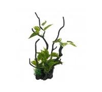 Ica decoración acuario tronco con planta 7