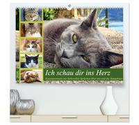 Ich schau dir ins Herz (hochwertiger Premium Wandkalender 2026 DIN A2 quer), Kunstdruck in Hochglanz: Katzenportraits mit Zitaten über die Beziehung zwischen Tier und Mensch