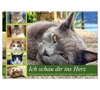Ich schau dir ins Herz (Wandkalender 2026 DIN A2 quer), CALVENDO Monatskalender: Katzenportraits mit Zitaten über die Beziehung zwischen Tier und Mensch