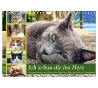 Ich schau dir ins Herz (Wandkalender 2026 DIN A4 quer), CALVENDO Monatskalender: Katzenportraits mit Zitaten über die Beziehung zwischen Tier und Mensch