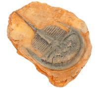 IDEANATEGRATE Espécimen Seguro y Cómodo de Usar de Insecto Paleontológico de Resina Naranja para Decoración Educativa y Científica Hogar o Exterior
