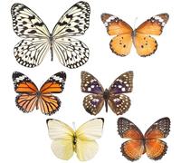 IDEANATEGRATE Especímenes Naturales de Mariposas 6 Piezas 1 Dorada, 1 Gran Púrpura, 1 Tigre, 1 Roja Dentada, 1 Migratoria y 1 Gran Paño para Decoración del Hogar, Exhibición Científica y Adorno