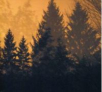 If These Trees Could Talk - Above the Earth Below the Sky