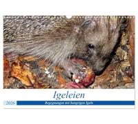 Igeleien - Begegnungen mit hungrigen Igeln (Wandkalender 2026 DIN A3 quer), CALVENDO Monatskalender: Igel an ihren Futterplätzen im Garten