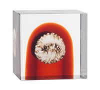 Iittala Cubo anual Iittala 2026