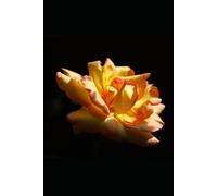 Il Respiro Del Tempo