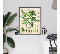 Ilustración de cannabis, póster vintage, impresión botánica, pintura sobre lienzo de planta de marihuana, arte mural, imágenes para decoración de habitaciones y hogares (40x60cm)
