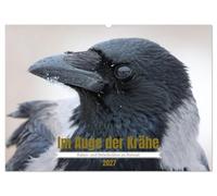 Im Auge der Krähe (Wandkalender 2027 DIN A2 quer), CALVENDO Monatskalender: Raben- und Nebelkrähen im Portrait