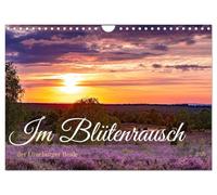Im Blütenrausch der Lüneburger Heide (Wandkalender 2026 DIN A4 quer), CALVENDO Monatskalender: Die Hauptblüte ist Mitte August.