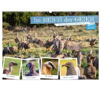 Im REICH der GEIER - Die 4 Geierarten Europas im Portrait (Wandkalender 2027 DIN A2 quer), CALVENDO Monatskalender: Europas 4 Giganten im Porträt