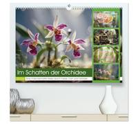 Im Schatten der Orchidee (hochwertiger Premium Wandkalender 2026 DIN A2 quer), Kunstdruck in Hochglanz: Versteckt in den stillen Winkeln tropischer ... Orchidee, zart und zugleich voller Rätsel.