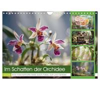 Im Schatten der Orchidee (Wandkalender 2026 DIN A4 quer), CALVENDO Monatskalender: Versteckt in den stillen Winkeln tropischer Wälder und ... Orchidee, zart und zugleich voller Rätsel.