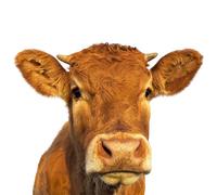 Imagen de ventana vaca I marrón I a color por ambos lados I 34,5 x 27,9 cm I autoadhesiva reutilizable I dv1315