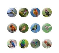 Imán de nevera - Lote de 12 imanes decorativos para imanes de mesa magnética 3D redondos, imanes de nevera serie Colibrí, imán para niños, nevera apta para mesas blancas, refrigeradores