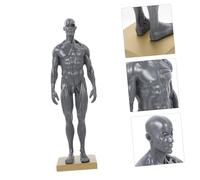 IMIKEYA Anatómico Masculino con Músculos Superficiales Figura Artística de para Estudio y Enseñanza de Anatomía Herramienta Didáctica para y Escultura Color Aleatorio
